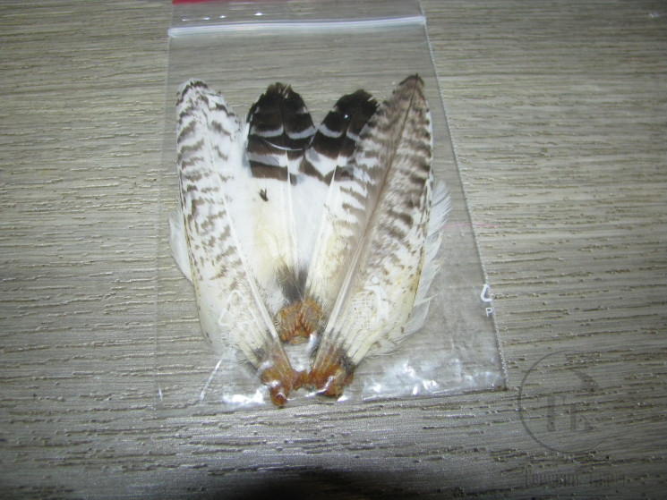 Перо хвост кулика к-т ( распродажа П- 11 )