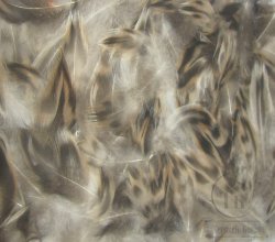 Перо самки кряквы Mallard  Breast Natural Терский берег