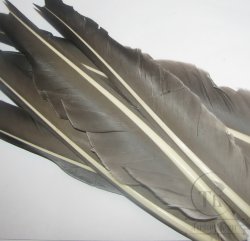 Перо гусиное биот / Goose biot grey Терский берег
