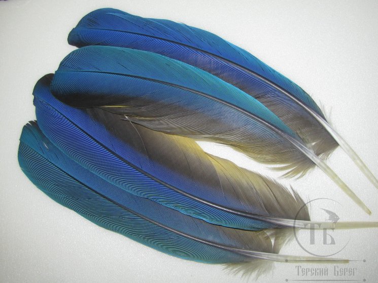 Перья попугая Blue Yellow М 33 Маховые 2 пары .