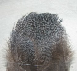 Перья глухаря шейные Capercailli neck feathers (сизое рябое 30-40 шт)