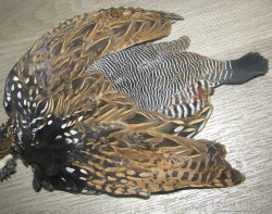 Black Francollin Cock Skin 