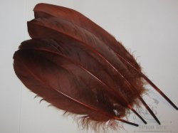 Перо лебедя Swan Md. Brown Claret 2 пары 2-го порядка