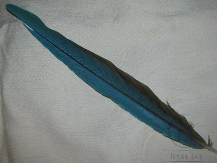 Перья попугая Blue Yellow Т 16 Хвостовое 1 перо 35 см