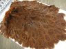Курица седло Brahma Hen Saddle Golden Brown Whiting