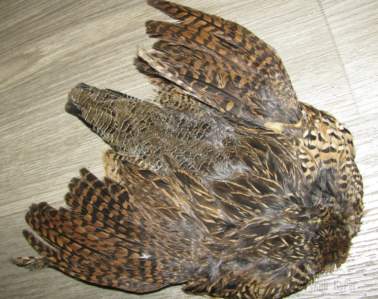 Black Francollin Hen Skin 