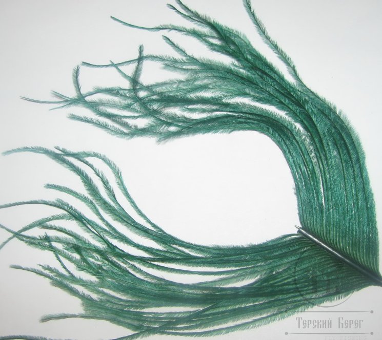 ostridge  dk green Terskibereg