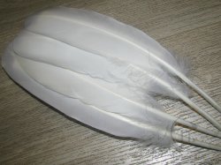 Перо лебедя Swan Md. Nat. White 2 пары маховые