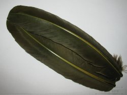 Маховые перья индюка Turkey Wing Quills Olive (1 пара)