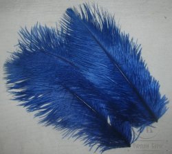 ostridge plumes   king fisher bluе   Terskibereg