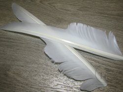Перо лебедя Swan Biot Nat. White 1 пара биот
