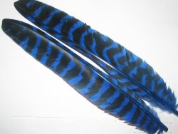 Перо индюка биот 1 пара / Turkey biot Blue barred Терский берег 