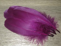 Goose Shoulders Claret 6/PKG