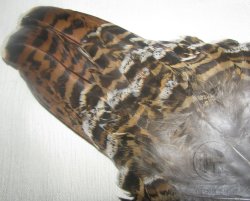 Хвост самки  глухаря Capercailli hen tail