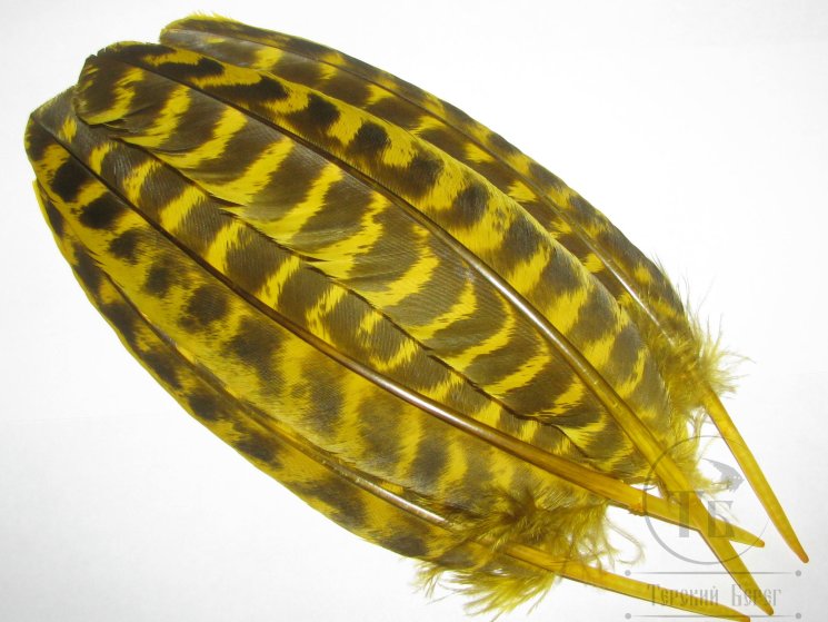 Маховые перья индюка жёлтые рябые / Turkey Wing Quills Yellow barred 1 пара Терский берег