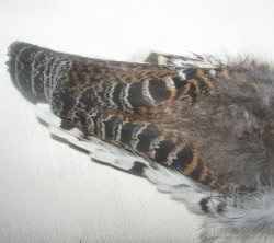Хвост тетёрки complete tail