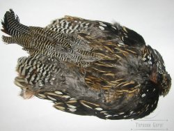 Black Francollin Cock Skin ( без крыльев )
