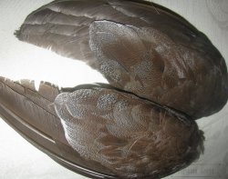 Крылья глухаря с плечевым пером Capercailli neck wings