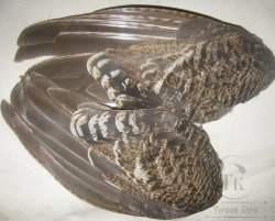 Крылья глухарки с плечевым пером Capercailli hen wings 