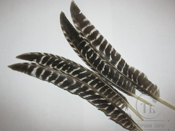 Перо индюка биот натуральное рябое (отборные мелкие) Turkey biot natural barred SM. Терский берег