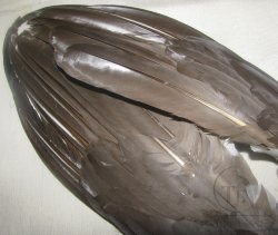 Крылья глухаря ( маховые перья ) 