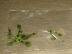 Перья джунглевого петуха Fl. Chartreuse ХSM 10 шт.