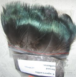 Перья глухаря грудные Capercailli breast feathers (30-40 шт)