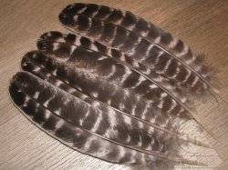 Маховые перья индюка натуральные рябые (градация +) Turkey Wing Quills natural barred GR + (2 пары) Терский берег
