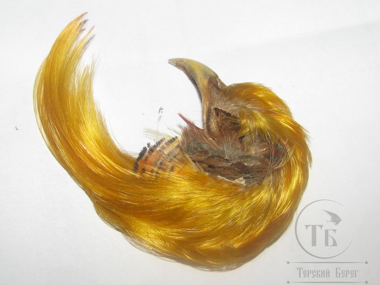 Золотой фазан хохолок Golden Pheasant Crest Only Natural Gold
