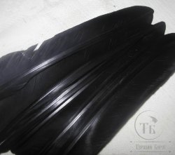 Биот глухаря ( крупный чёрный 6 шт)Capercailli biot black