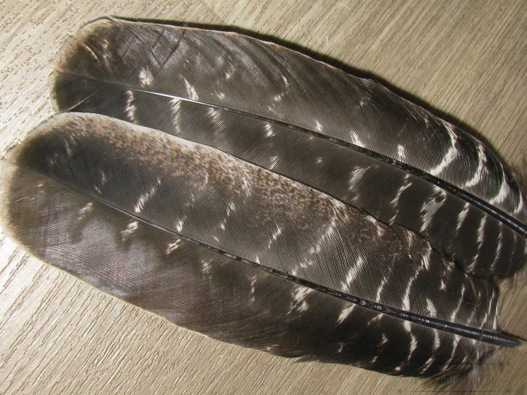Маховые перья индюка натуральные рябые Turkey Wing Quills Iridichcent natural barred (1 пара) Терский берег