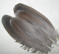Перья глухаря маховые плечевые Capercailli shoulder 3 пары