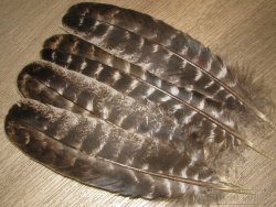 Маховые перья индюка пёстрые Turkey Wing Quills natural speckled (2 пары) Терский берег