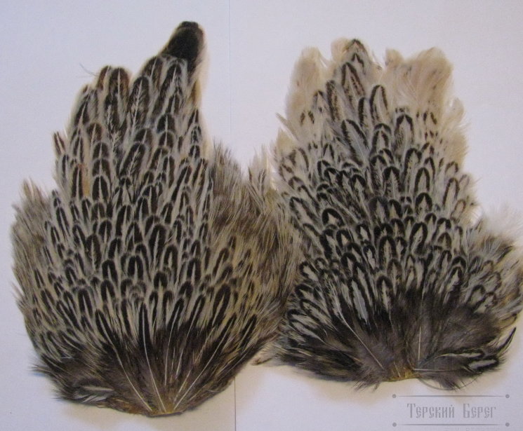 Курица седло Indian Hen Saddle Silver Badger / Серебряный Баджер