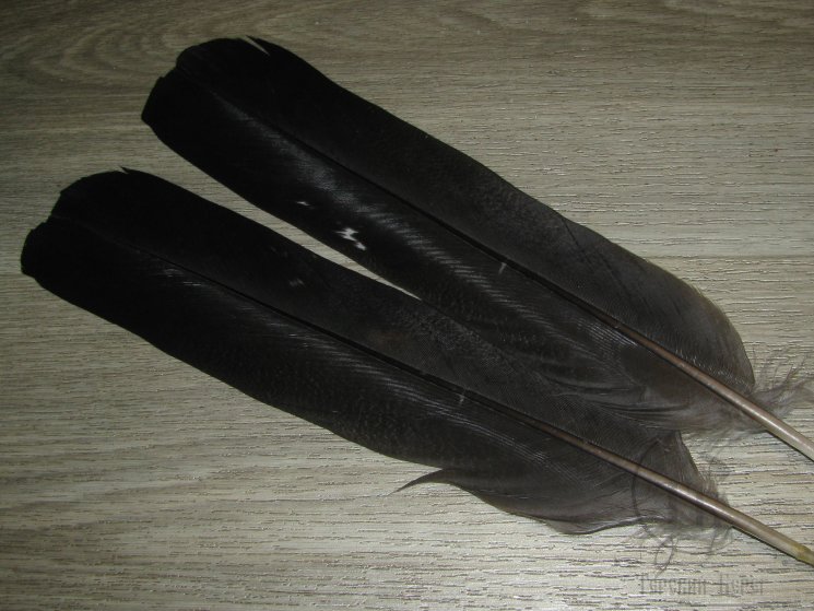 Хвостовые центральные перья глухаря  Capercailli Centre Tail Feathers 1 пара