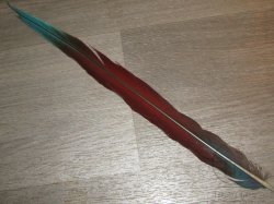 Перья попугая Blue Red Т 76 хвостовое центральное 1 шт 40 см (после линьки)