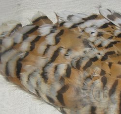Перья глухарки на коже Capercailli hen feathers natural