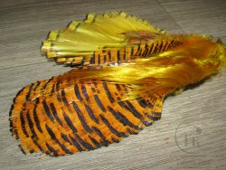 Золотой фазан комплект (шея, голова) Golden Pheasant Complete Head  Tone Yellow Banana