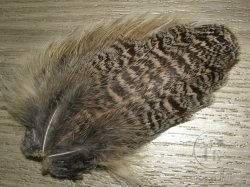 Хвост куропатки  Gray Partridge Tail