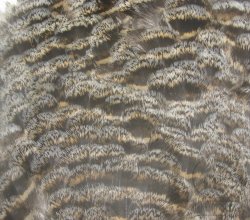 Перья глухарки на коже ( рябые ) Capercailli hen feathers barred natural