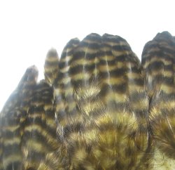 Куриное перо Hen feathers гризли оливковый