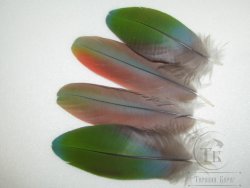 Перья попугая Blue Green Red Sm 19 Мелкое 2 пары 9 см