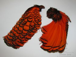 Перья шеи и головы алмазного фазана Lady Amherst Tippet / Head Feathers Orange