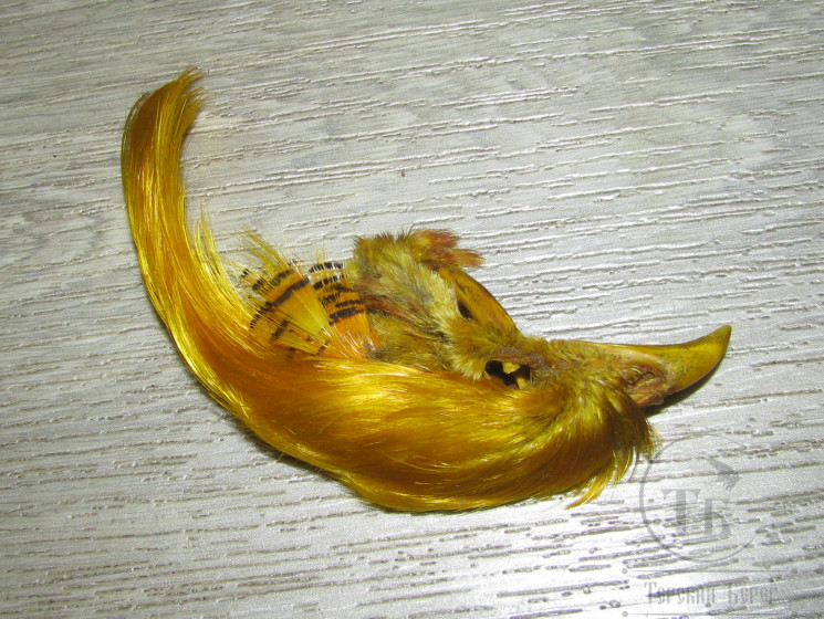Золотой фазан хохолок Golden Pheasant Crest Only Yellow Banana