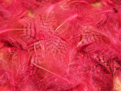 Перья куропатки Gray Partridge Feathers Fl. Magenta