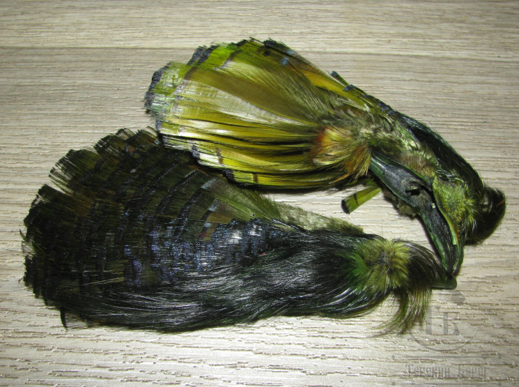 Золотой фазан комплект (шея, голова) Golden Pheasant Complete Head Dk. Olive