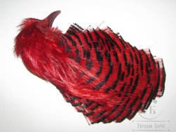 Золотой фазан комплект (шея, голова) Golden Pheasant Complete Head  Red # 2