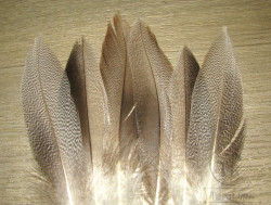 Перья селезня кряквы рябые Mallard Barred Flank Md Lt. Brown (3 пары) Terskibereg 