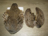 Шкура венгерской куропатки / Hungarian Partridge Skin Natural СF