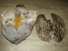 Шкура венгерской куропатки / Hungarian Partridge Skin Natural СF